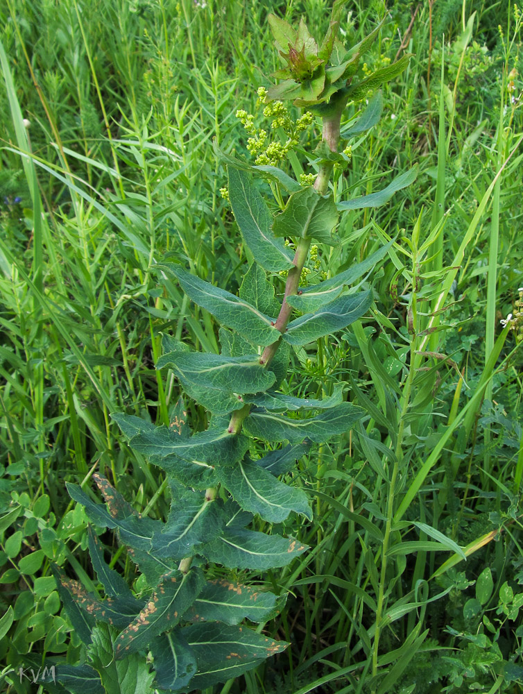 Изображение особи Hieracium virosum.