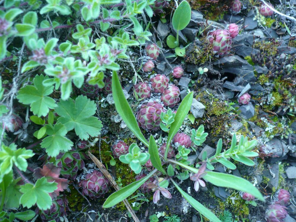 Изображение особи Sempervivum caucasicum.