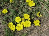 Potentilla incana