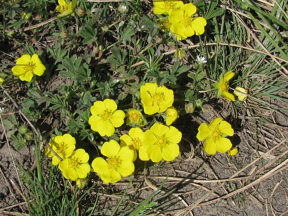 Image of Potentilla incana specimen.