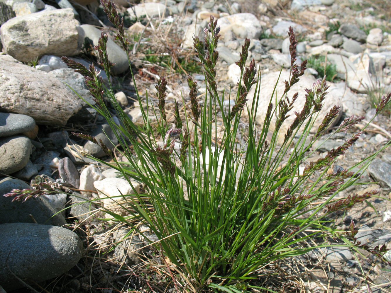 Изображение особи Festuca sibirica.