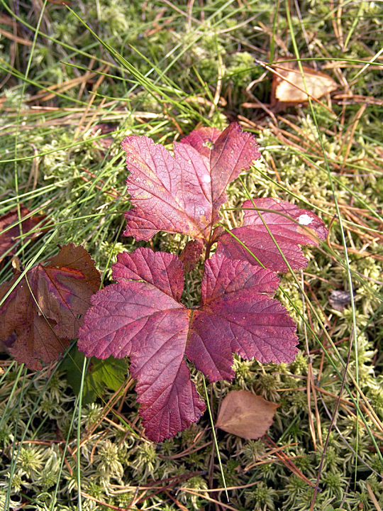 Изображение особи Rubus chamaemorus.