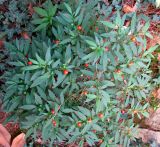 Solanum pseudocapsicum