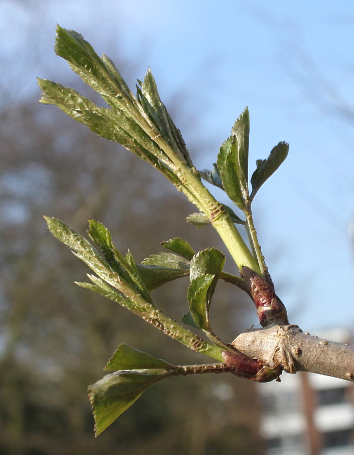 Image of Sambucus nigra specimen.