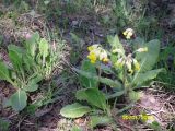 Primula veris