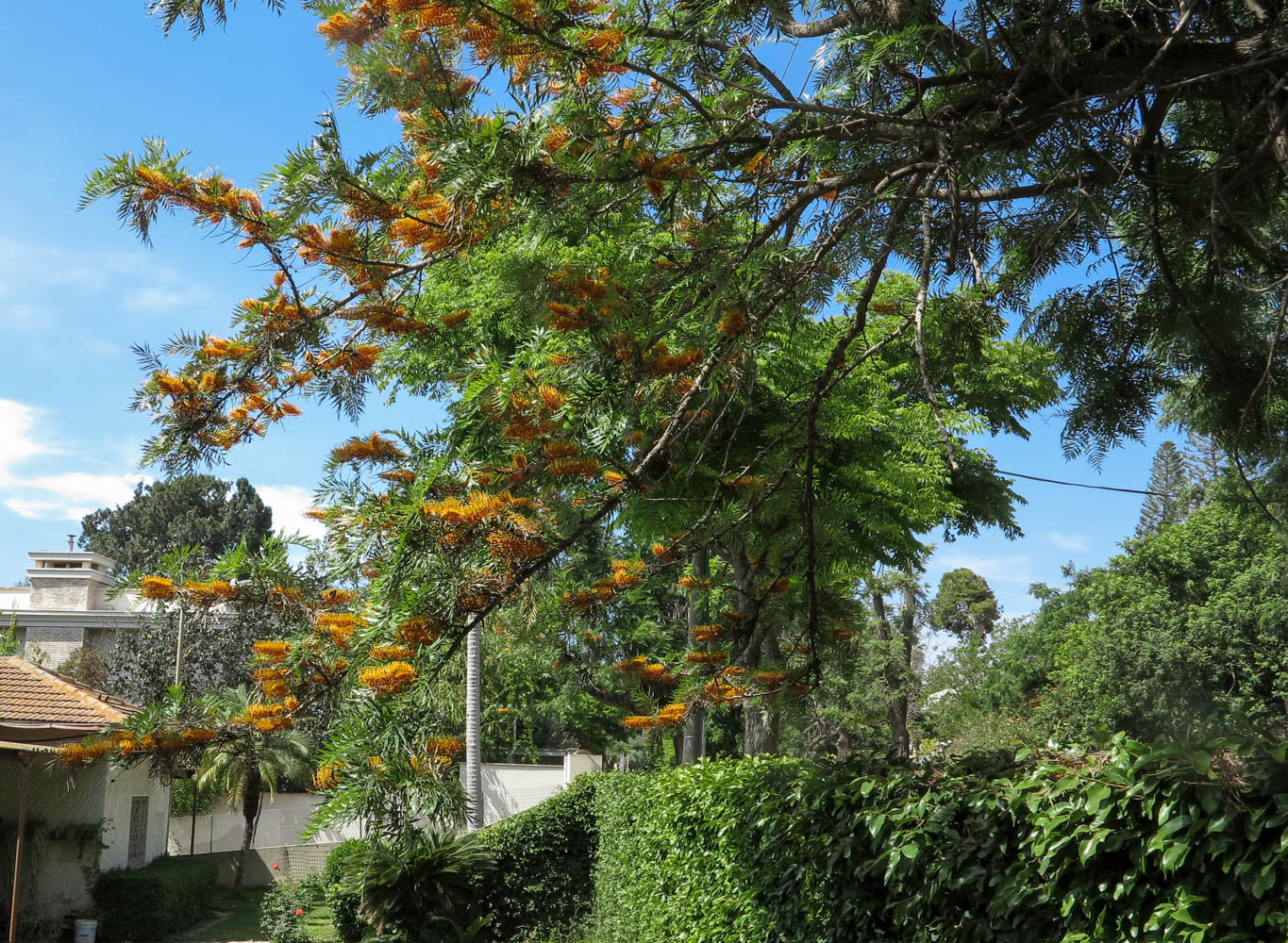 Image of Grevillea robusta specimen.