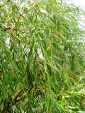 Salix babylonica