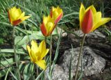 Tulipa variety chrysantha