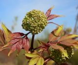 Sambucus racemosa