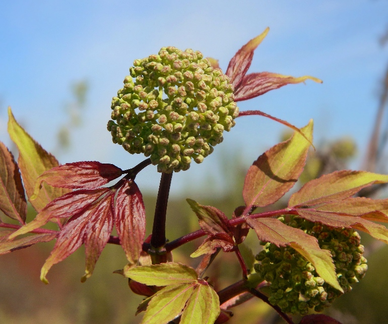 Image of Sambucus racemosa specimen.