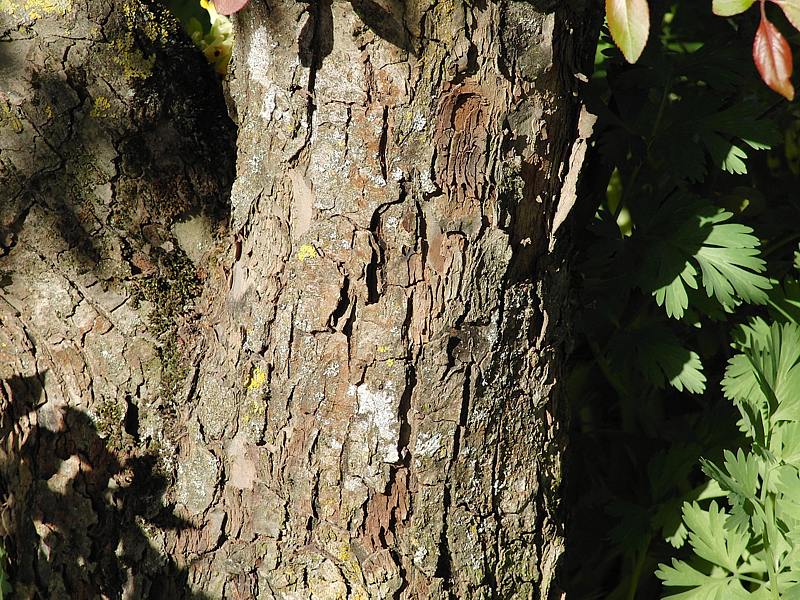 Изображение особи Malus &times; scheideckeri.