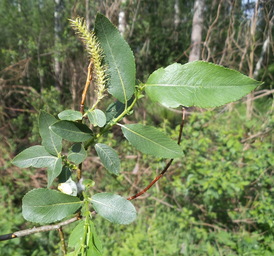 Image of Salix × schumanniana specimen.