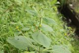 Sigesbeckia pubescens