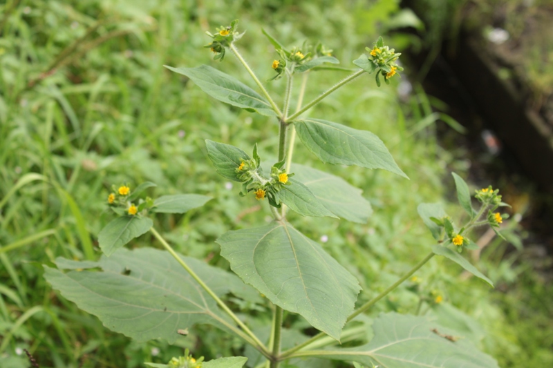 Image of Sigesbeckia pubescens specimen.