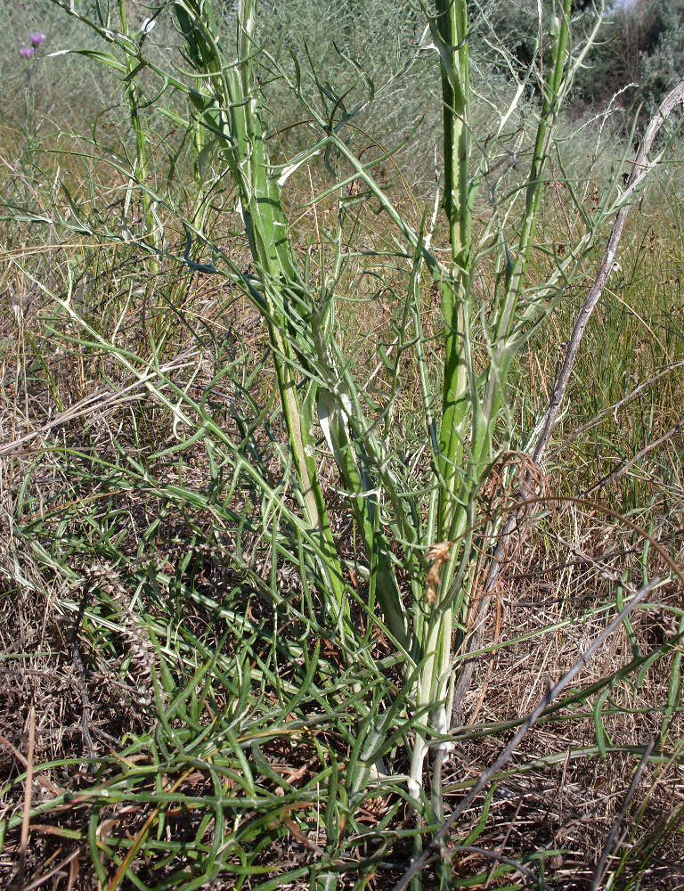 Image of Jurinea polyclonos specimen.