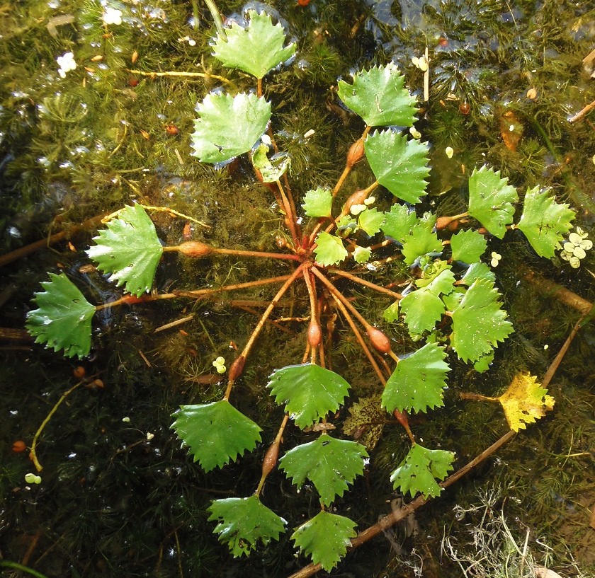 Image of Trapa borysthenica specimen.
