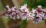 Syringa &times; henryi