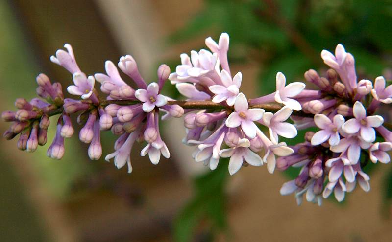 Изображение особи Syringa &times; henryi.