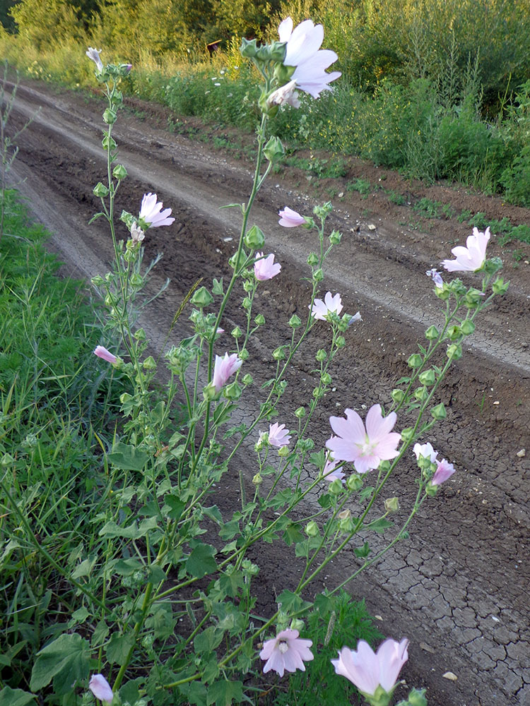 Image of Malva thuringiaca specimen.