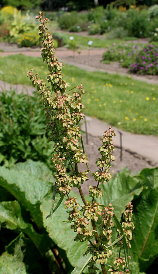 Изображение особи Rumex × heterophyllus.