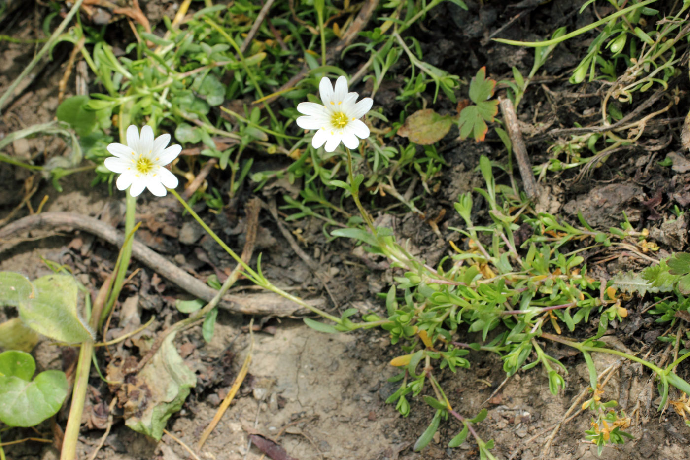 Изображение особи Dichodon cerastoides.