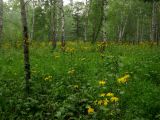 Crepis sibirica