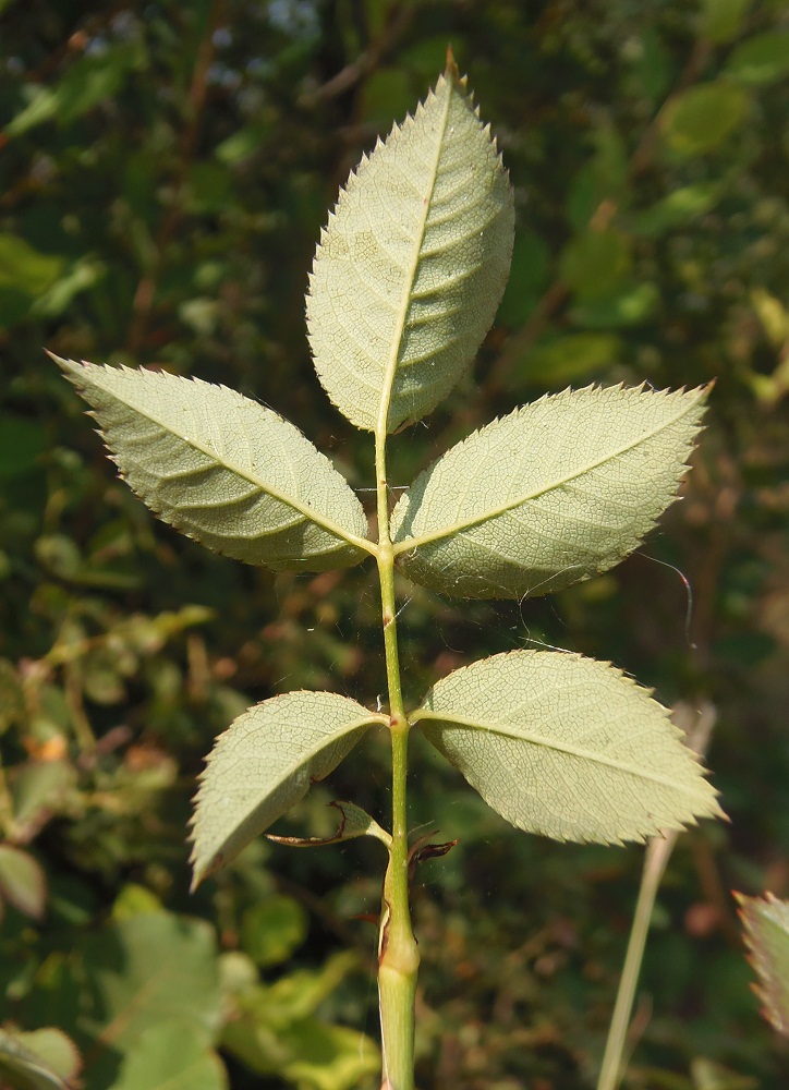 Image of genus Rosa specimen.