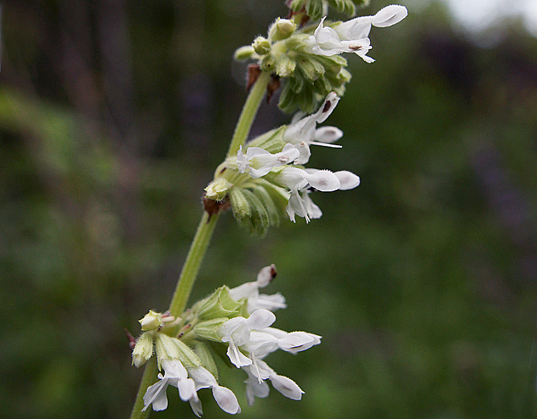 Изображение особи Salvia verticillata.