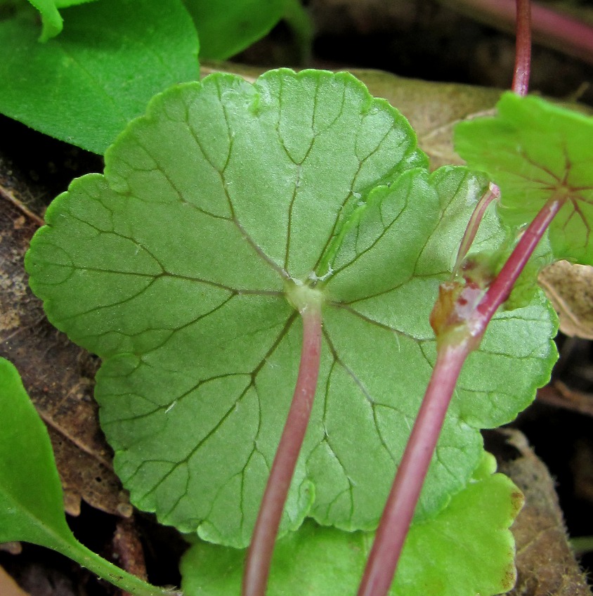 Image of Hydrocotyle ramiflora specimen.