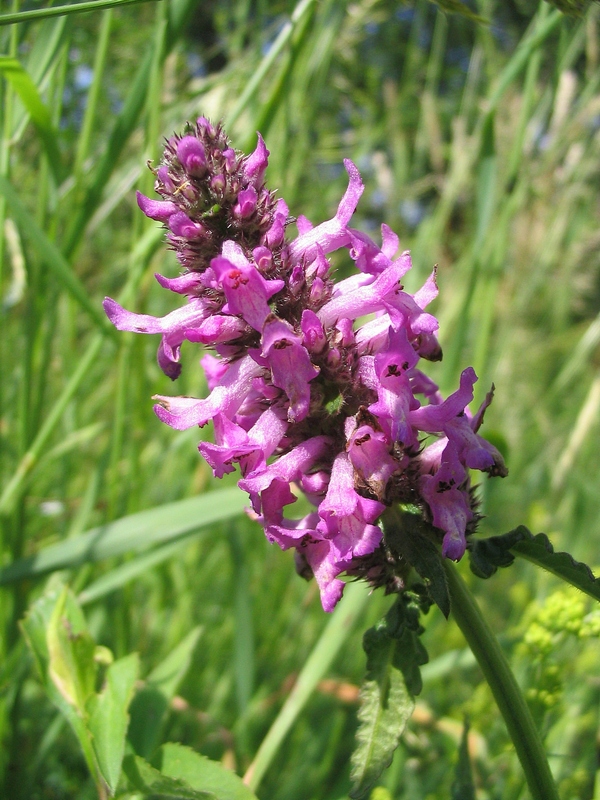 Image of Betonica officinalis specimen.