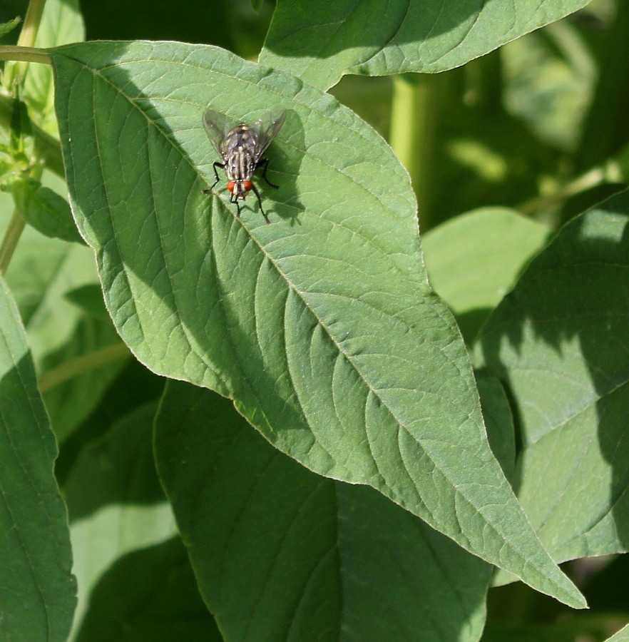 Image of genus Amaranthus specimen.