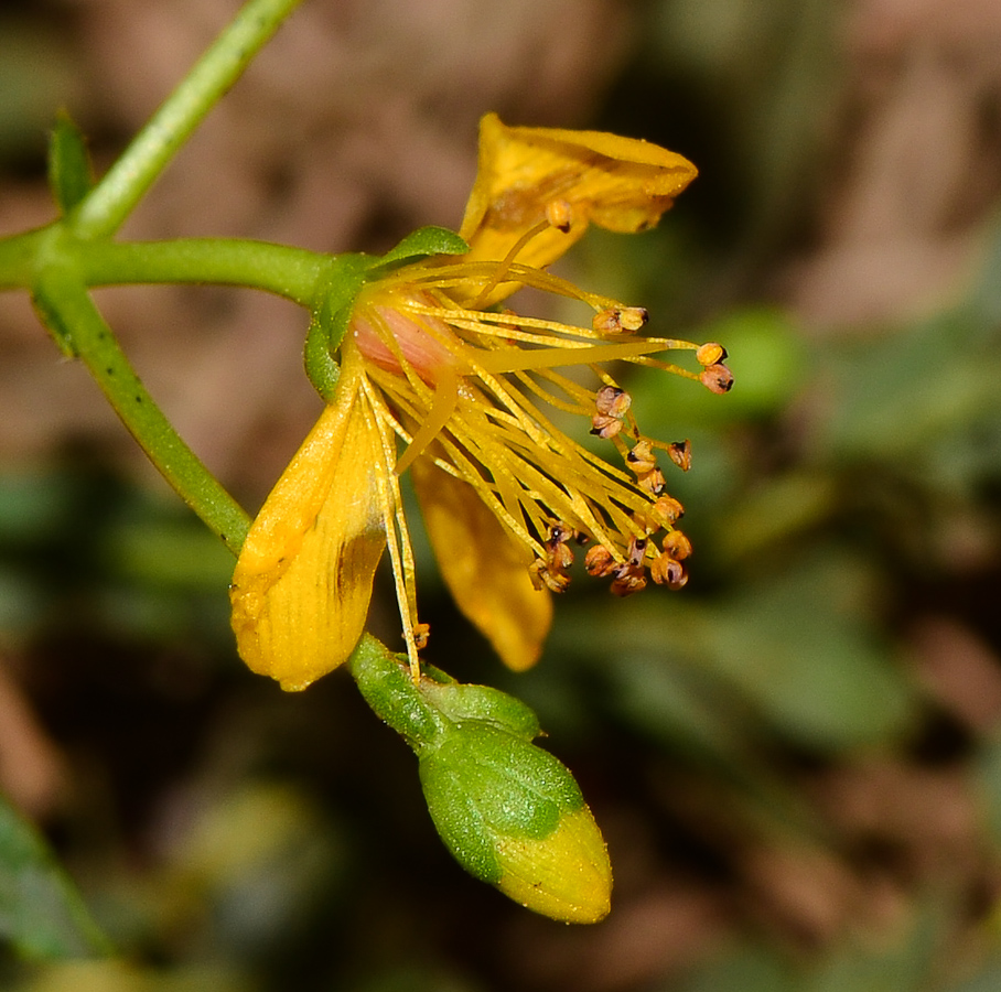 Image of Hypericum triquetrifolium specimen.