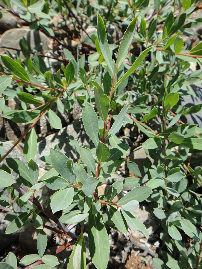 Изображение особи Chosenia arbutifolia.