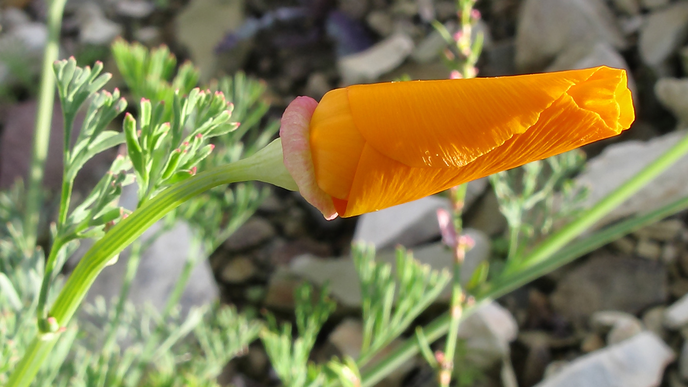 Изображение особи Eschscholzia californica.