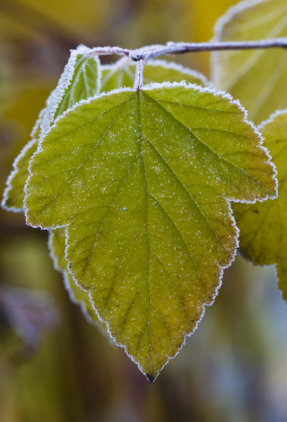 Image of Physocarpus opulifolius specimen.