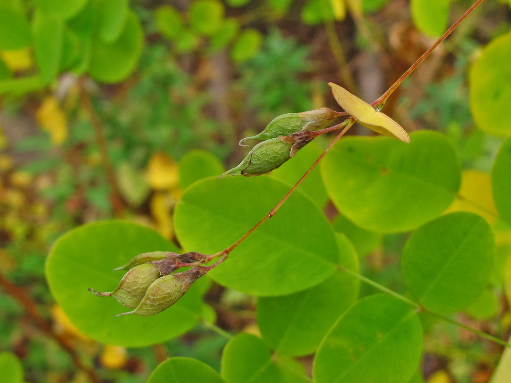 Image of Lespedeza bicolor specimen.
