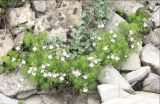 Veronica filifolia. Цветущее растение на щебнистом склоне. Черноморское побережье Кавказа, Новороссийск, Маркотхский хребет, Андреевский перевал, выс. около 530 м н.у.м. 12 мая 2013 г.