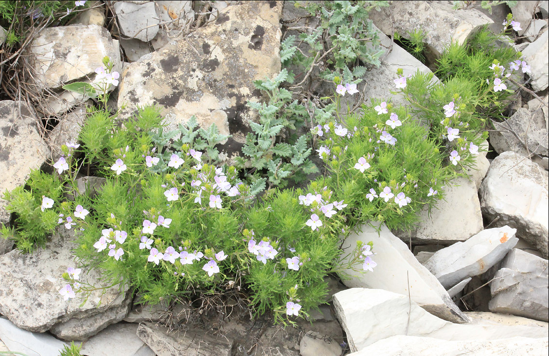 Изображение особи Veronica filifolia.