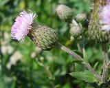 Cirsium setosum