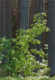 Sorbus aucuparia. Молодое растение. Карелия, Заонежье, мыс Клим Нос. 15.06.2012.