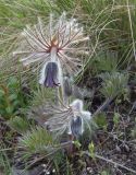 Pulsatilla bohemica