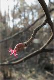 Corylus avellana