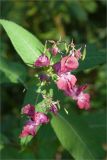 Impatiens glandulifera. Соцветие с бутонами, цветками и незрелыми плодами. Ленинградская обл., Ломоносовский р-н, Копорье, опушка смешанного леса. 18.08.2012.