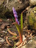 Scilla bifolia