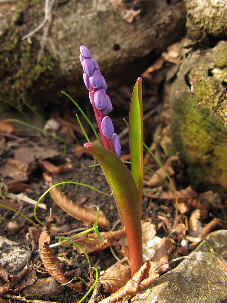 Image of Scilla bifolia specimen.