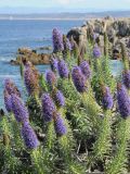 Echium candicans