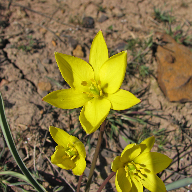 Image of genus Tulipa specimen.