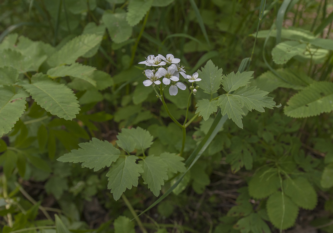 Изображение особи Cardamine leucantha.