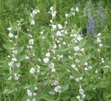 Althaea officinalis