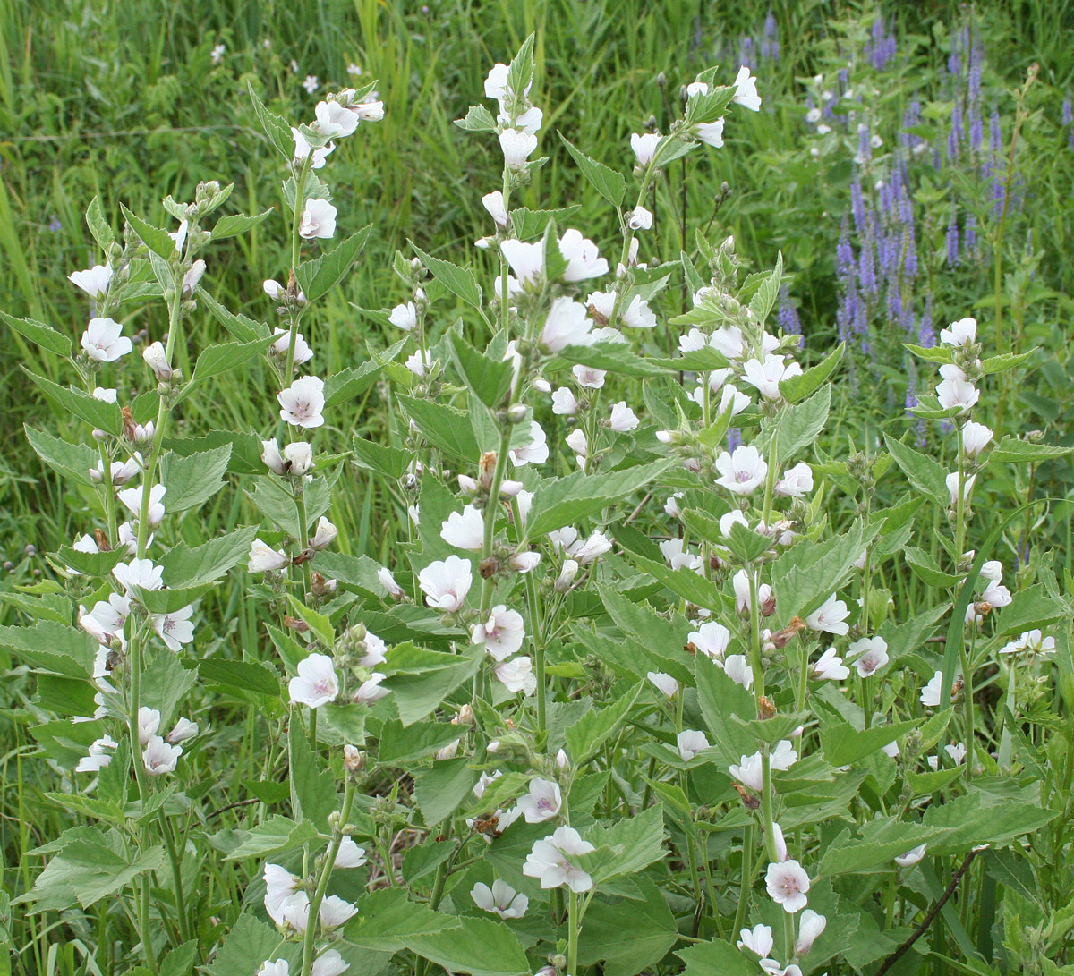 Изображение особи Althaea officinalis.